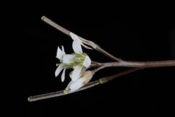 Cardamine intonsa. Flowers.
 Image: P.B. Heenan © Landcare Research 2019 CC BY 3.0 NZ